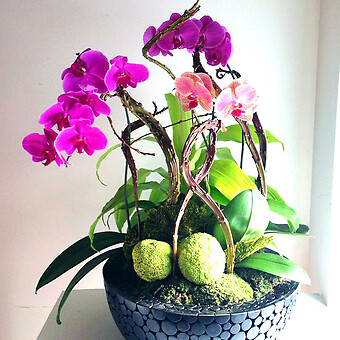 Planted Orchid Arrangement