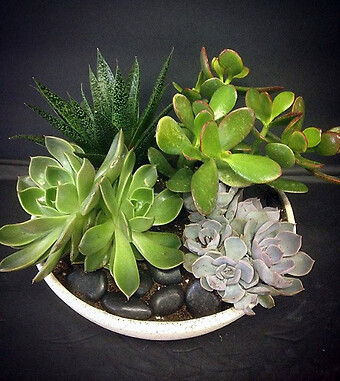 Succulent Garden