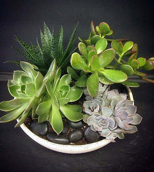 Succulent Garden